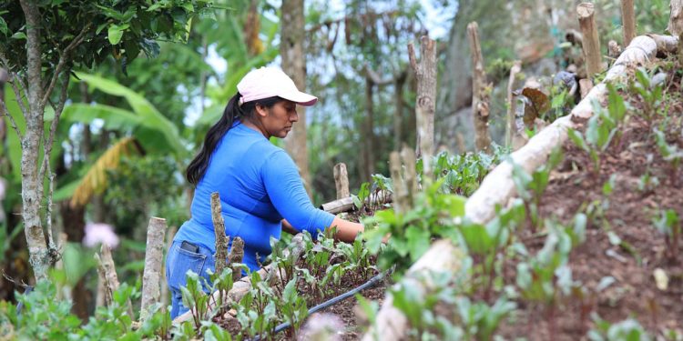 Conozca cómo cultivar espinaca en casa