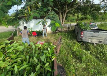 La ganadería sostenible de Petén se fortalece con 250 mil plantas forestales