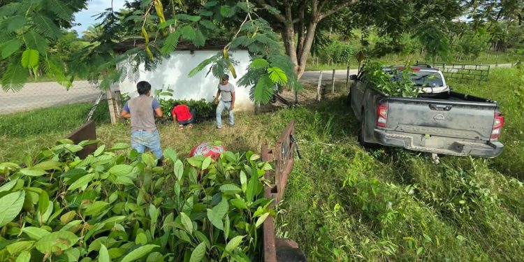 La ganadería sostenible de Petén se fortalece con 250 mil plantas forestales