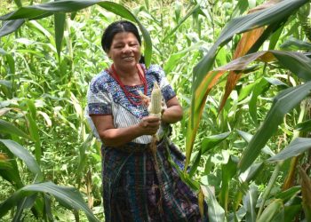 MAGAcciones | Más de 33 mil productores beneficiados con Seguro Agropecuario