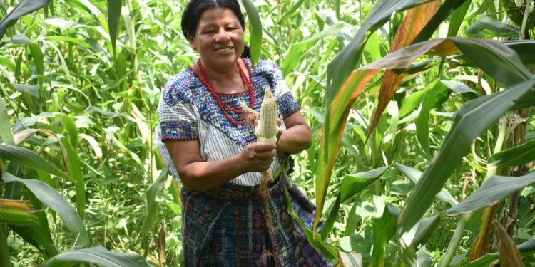MAGAcciones | Más de 33 mil productores beneficiados con Seguro Agropecuario