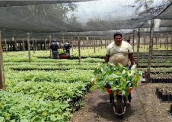 MAGAcciones | Más de 320 mil plántulas forestales producidas en Petén