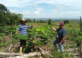 En Melchor de Mencos impulsan la producción de aguacate