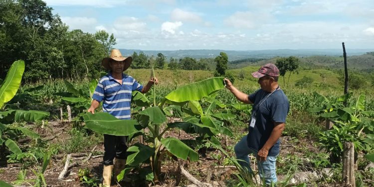 En Melchor de Mencos impulsan la producción de aguacate