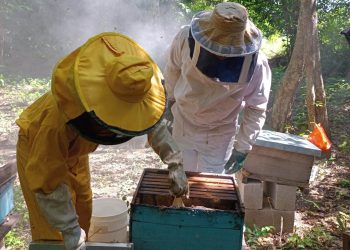 Productores de San Andrés fortalecen sus conocimientos en el manejo de apiarios