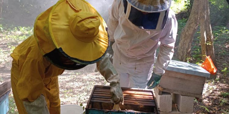 Productores de San Andrés fortalecen sus conocimientos en el manejo de apiarios