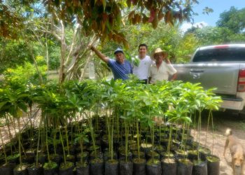 Productores fortalecen la producción de aguacate en Petén
